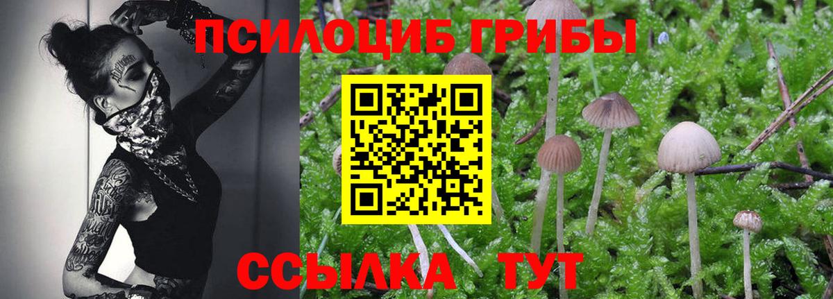 Псилоцибиновые грибы Psilocybe Невинномысск
